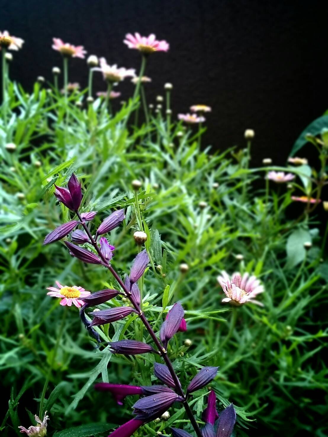 ああ マーガレット 花暮らしの記 ああ マーガレット 花暮らしの記