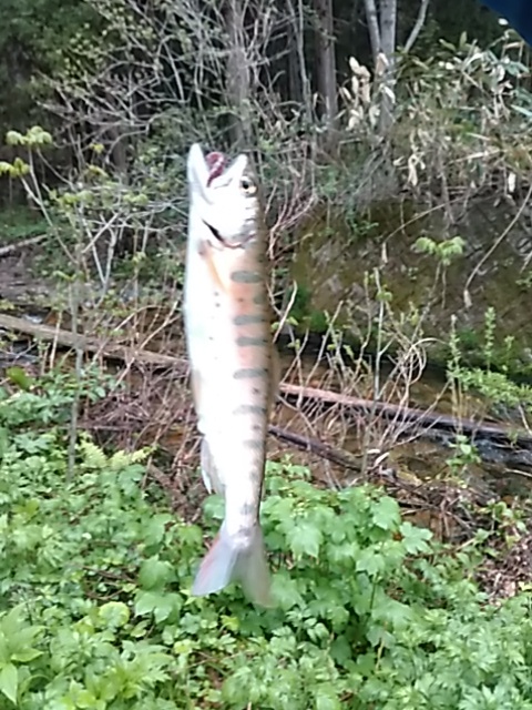 喜多方に流れる河川で釣りをして来ました。_c0160368_19431941.jpg