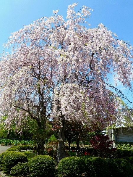 ５月・北大キャンパスのシダレザクラ - 野に咲く北国の花