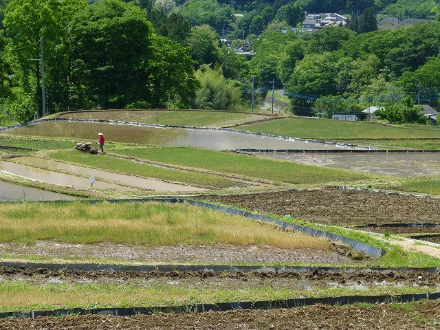 寺坂棚田（埼玉県・横瀬町）　５月１０日～５月１１日_d0351575_15202967.jpg