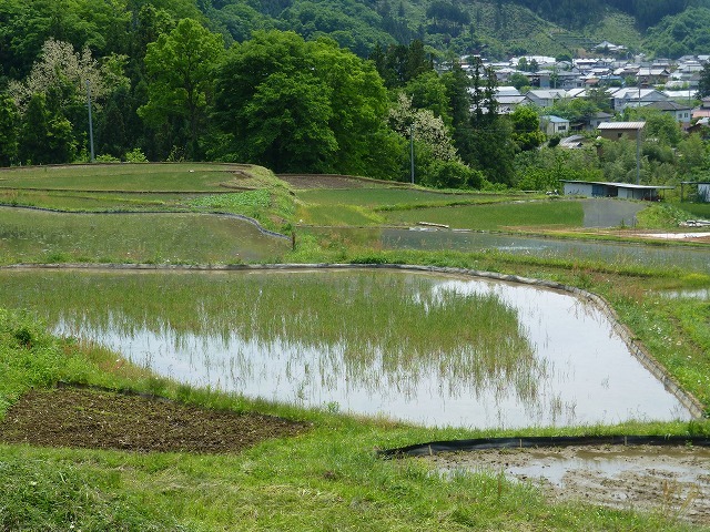 寺坂棚田（埼玉県・横瀬町）　５月１０日～５月１１日_d0351575_15212802.jpg