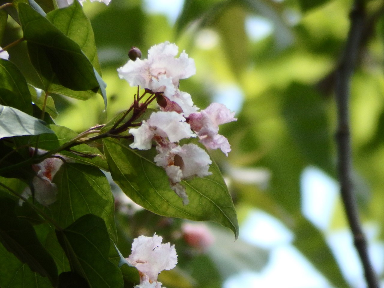 『唐楸(トウキササゲ)と千里胡麻(センリゴマ)と芍薬(シャクヤク)等の花達･････』_d0054276_20323991.jpg