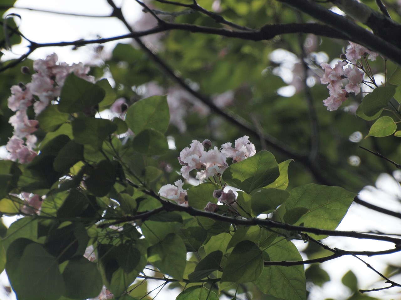 『唐楸(トウキササゲ)と千里胡麻(センリゴマ)と芍薬(シャクヤク)等の花達･････』_d0054276_20325863.jpg