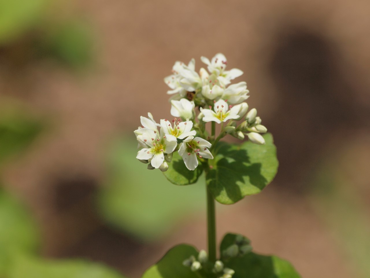 『唐楸(トウキササゲ)と千里胡麻(センリゴマ)と芍薬(シャクヤク)等の花達･････』_d0054276_2033501.jpg