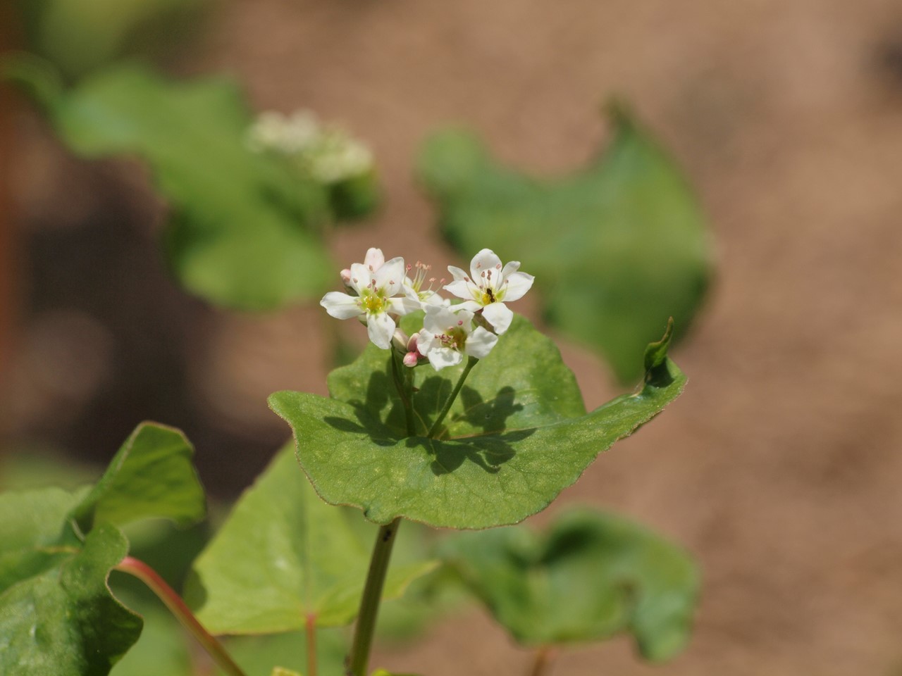 『唐楸(トウキササゲ)と千里胡麻(センリゴマ)と芍薬(シャクヤク)等の花達･････』_d0054276_2034035.jpg