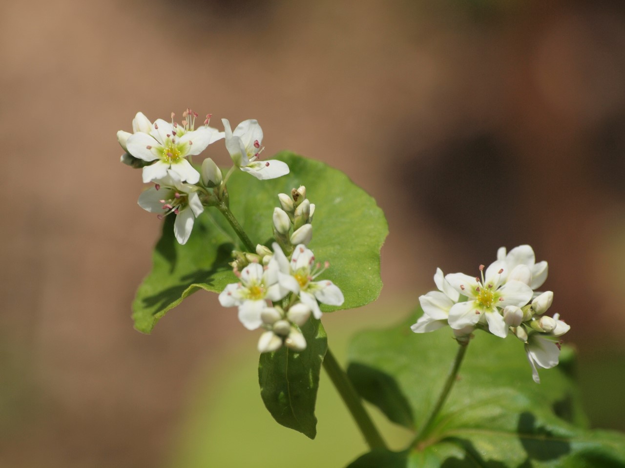 『唐楸(トウキササゲ)と千里胡麻(センリゴマ)と芍薬(シャクヤク)等の花達･････』_d0054276_20341142.jpg