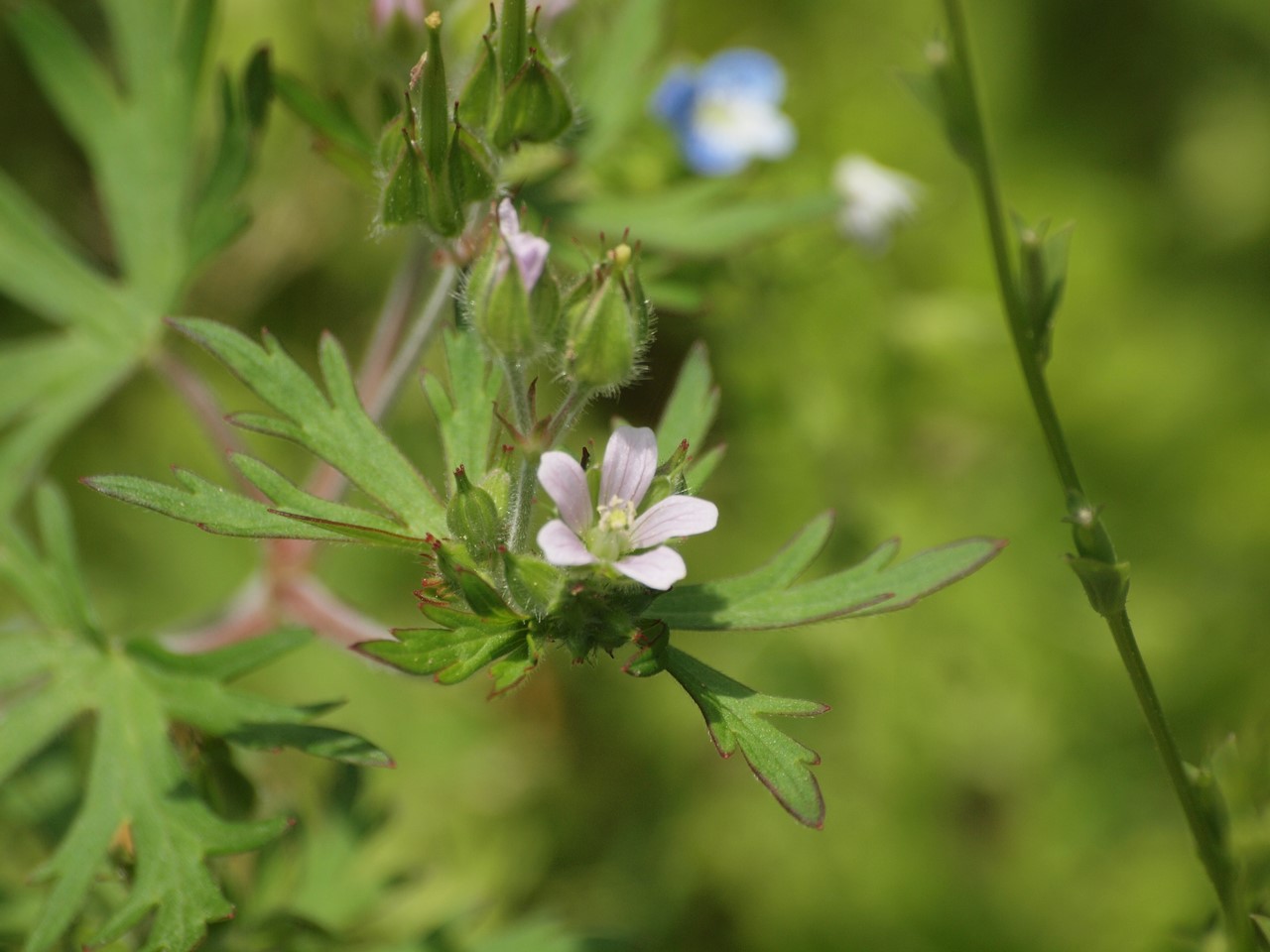 『唐楸(トウキササゲ)と千里胡麻(センリゴマ)と芍薬(シャクヤク)等の花達･････』_d0054276_20343285.jpg