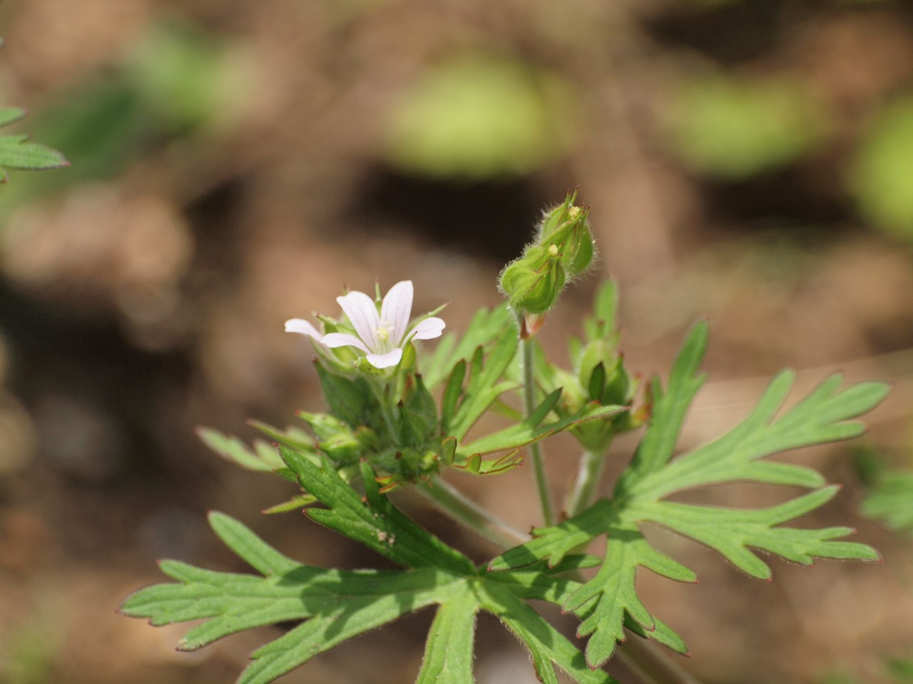 『唐楸(トウキササゲ)と千里胡麻(センリゴマ)と芍薬(シャクヤク)等の花達･････』_d0054276_2034405.jpg