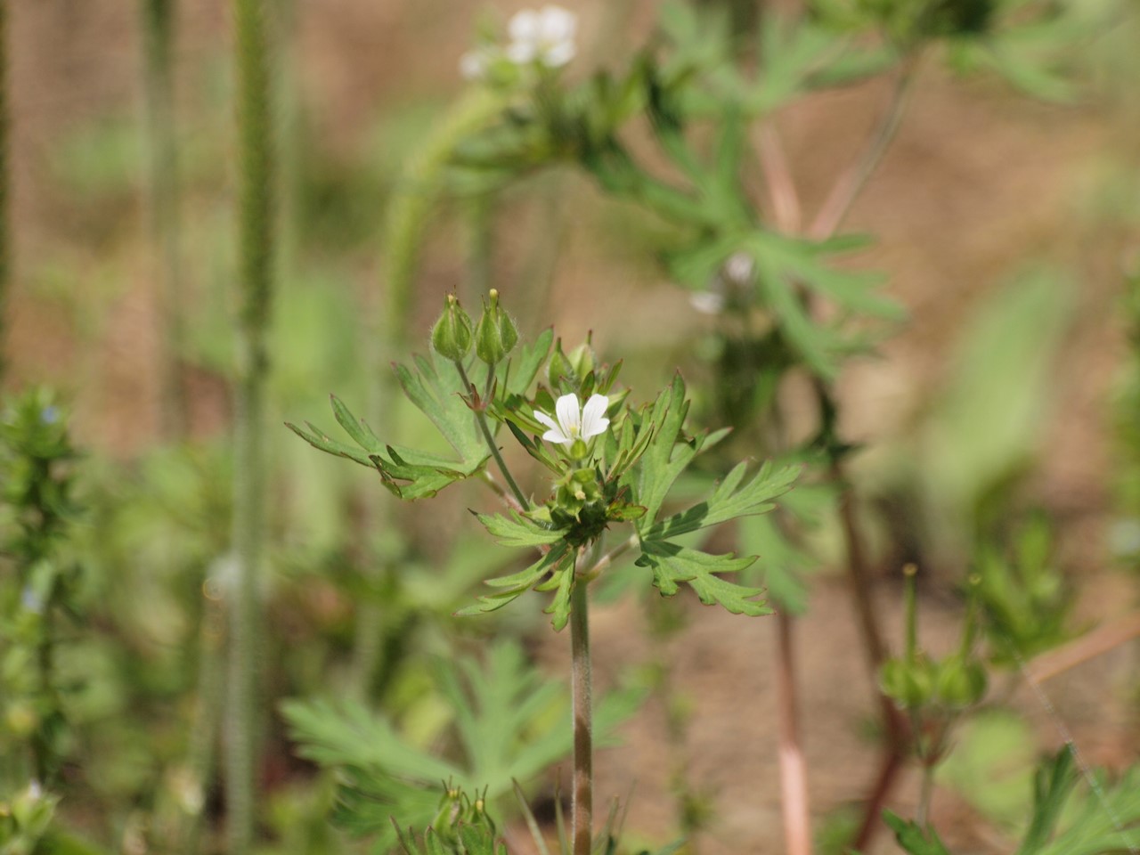 『唐楸(トウキササゲ)と千里胡麻(センリゴマ)と芍薬(シャクヤク)等の花達･････』_d0054276_20345180.jpg