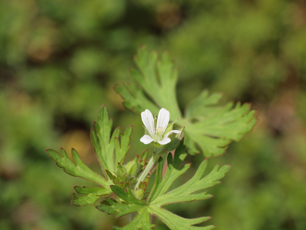 『唐楸(トウキササゲ)と千里胡麻(センリゴマ)と芍薬(シャクヤク)等の花達･････』_d0054276_2035152.jpg