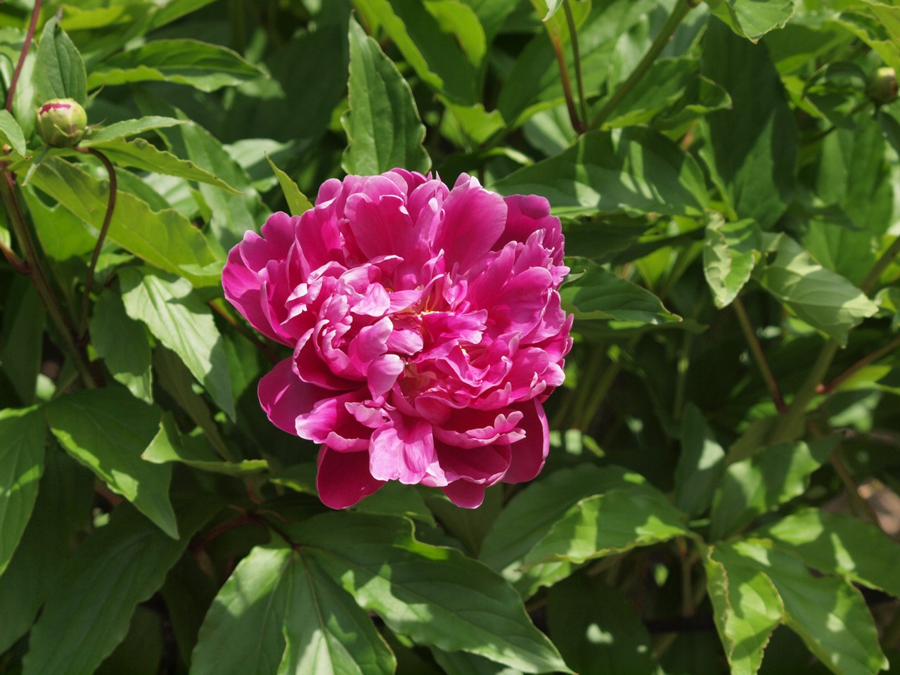 『唐楸(トウキササゲ)と千里胡麻(センリゴマ)と芍薬(シャクヤク)等の花達･････』_d0054276_20353167.jpg