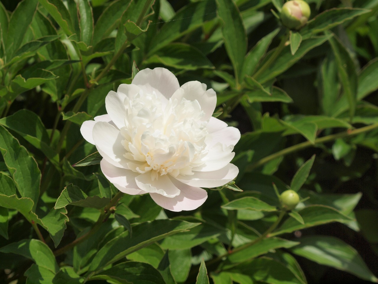 『唐楸(トウキササゲ)と千里胡麻(センリゴマ)と芍薬(シャクヤク)等の花達･････』_d0054276_2035409.jpg