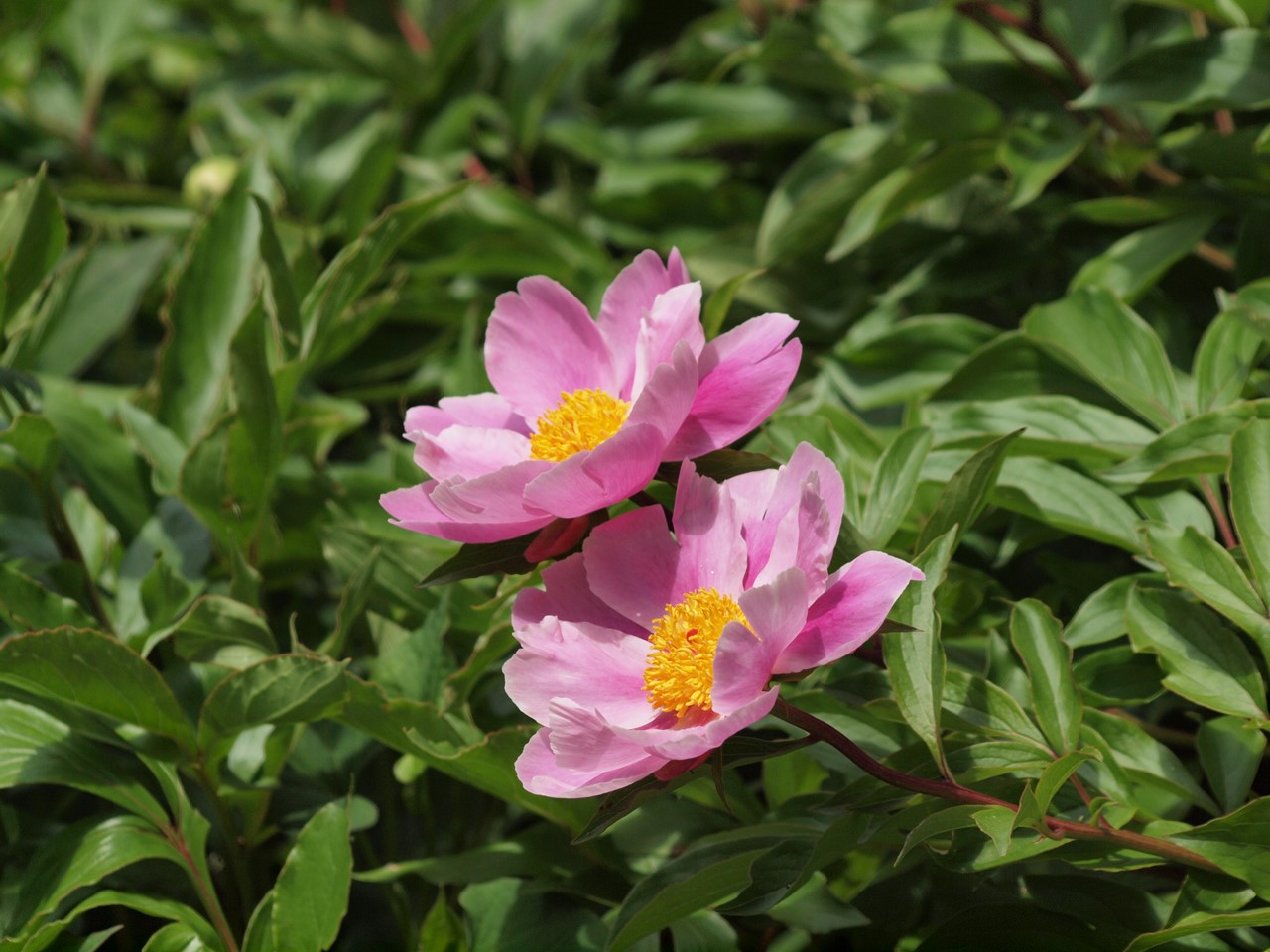 『唐楸(トウキササゲ)と千里胡麻(センリゴマ)と芍薬(シャクヤク)等の花達･････』_d0054276_20355238.jpg