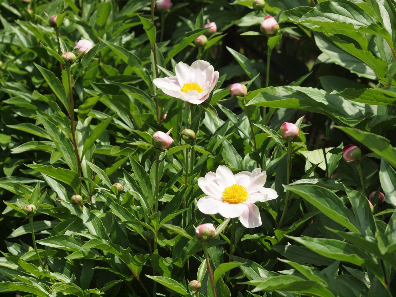 『唐楸(トウキササゲ)と千里胡麻(センリゴマ)と芍薬(シャクヤク)等の花達･････』_d0054276_20361158.jpg