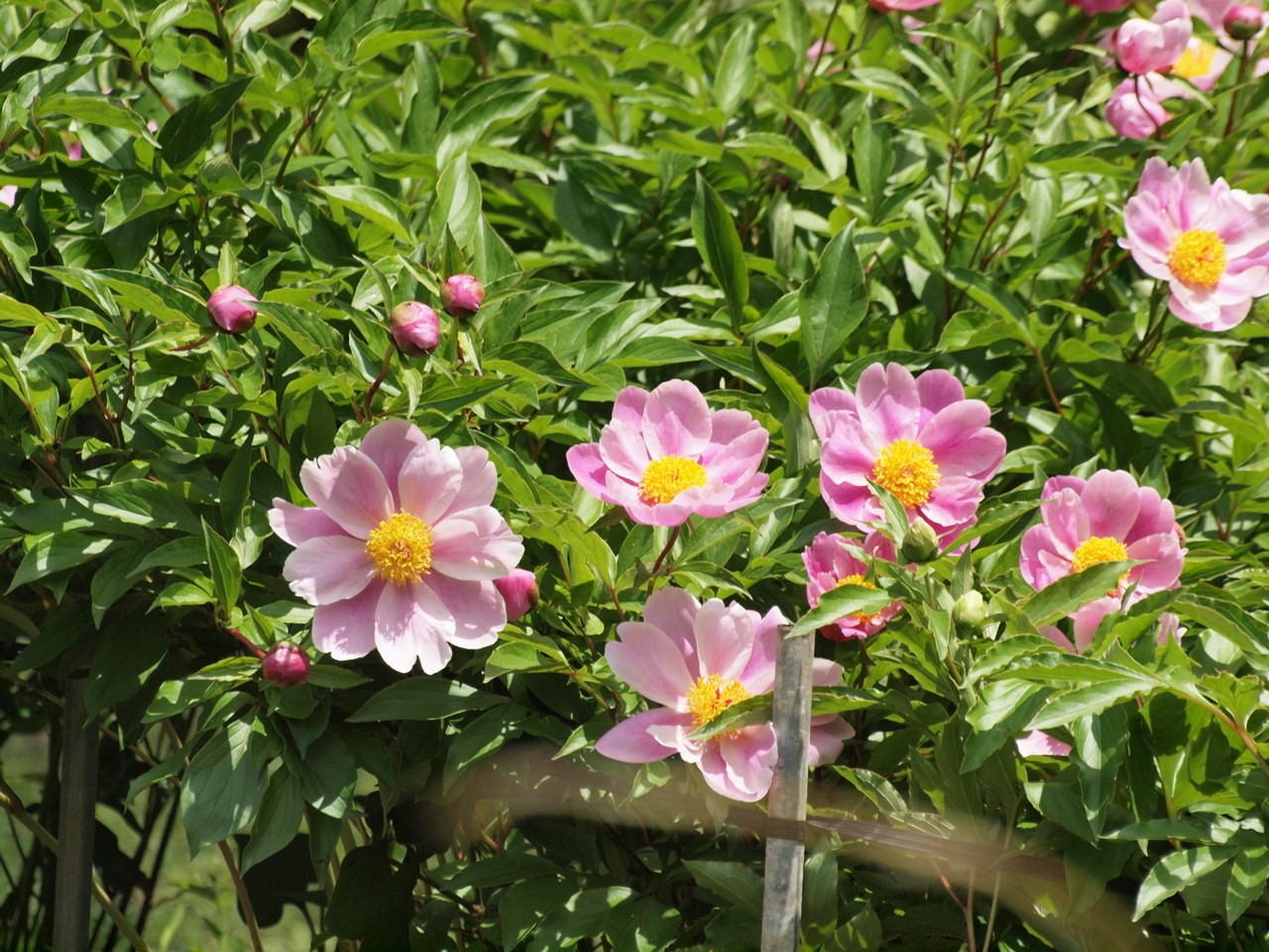 『唐楸(トウキササゲ)と千里胡麻(センリゴマ)と芍薬(シャクヤク)等の花達･････』_d0054276_2036210.jpg