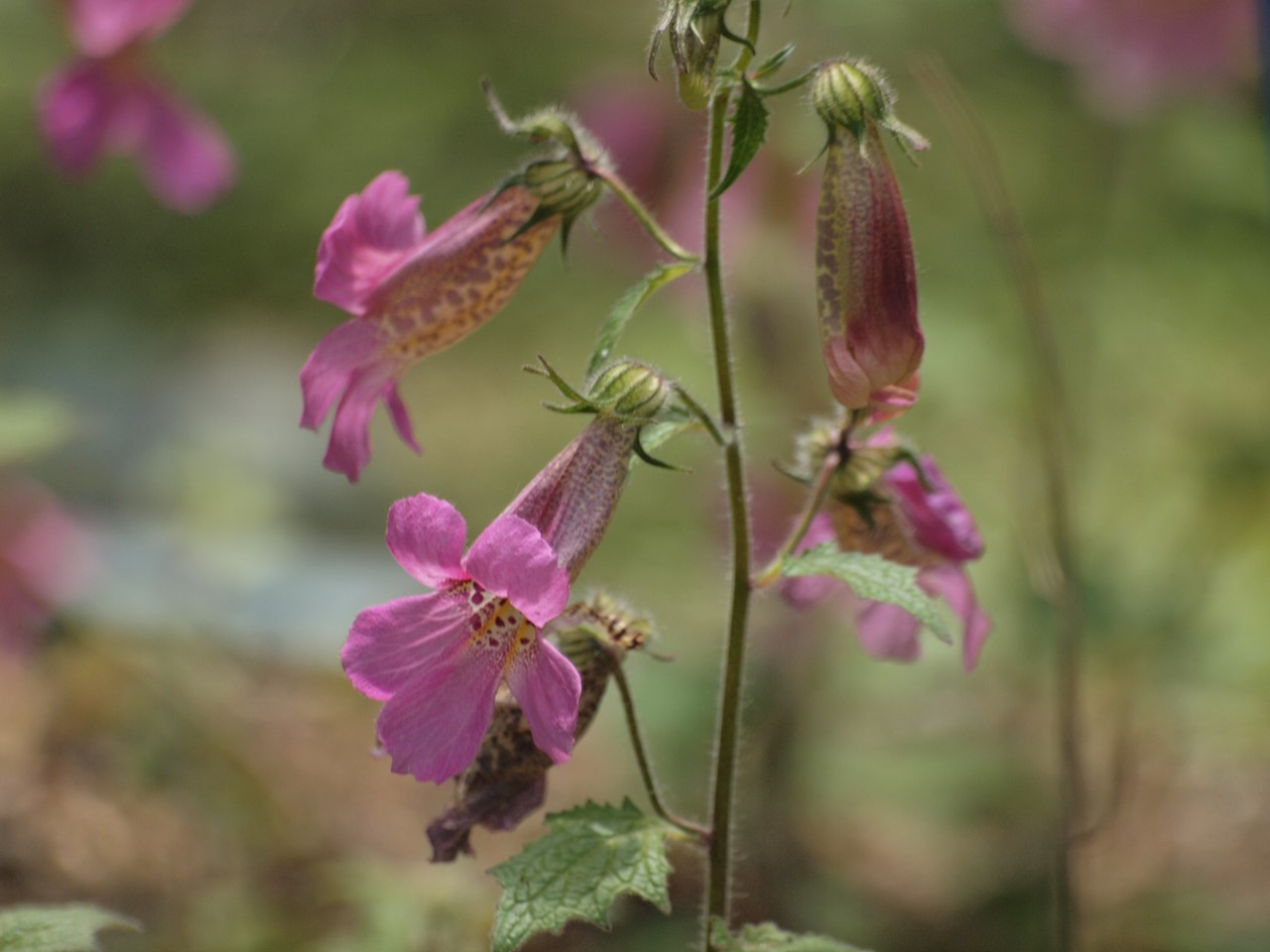 『唐楸(トウキササゲ)と千里胡麻(センリゴマ)と芍薬(シャクヤク)等の花達･････』_d0054276_20362884.jpg