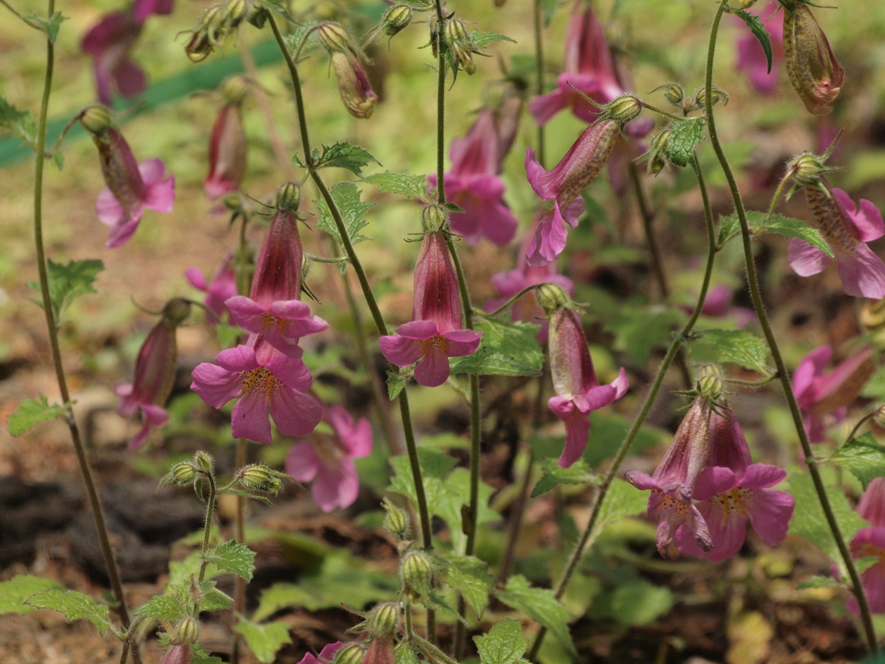 『唐楸(トウキササゲ)と千里胡麻(センリゴマ)と芍薬(シャクヤク)等の花達･････』_d0054276_20364899.jpg