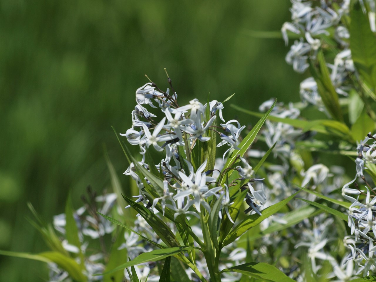 『唐楸(トウキササゲ)と千里胡麻(センリゴマ)と芍薬(シャクヤク)等の花達･････』_d0054276_20373056.jpg