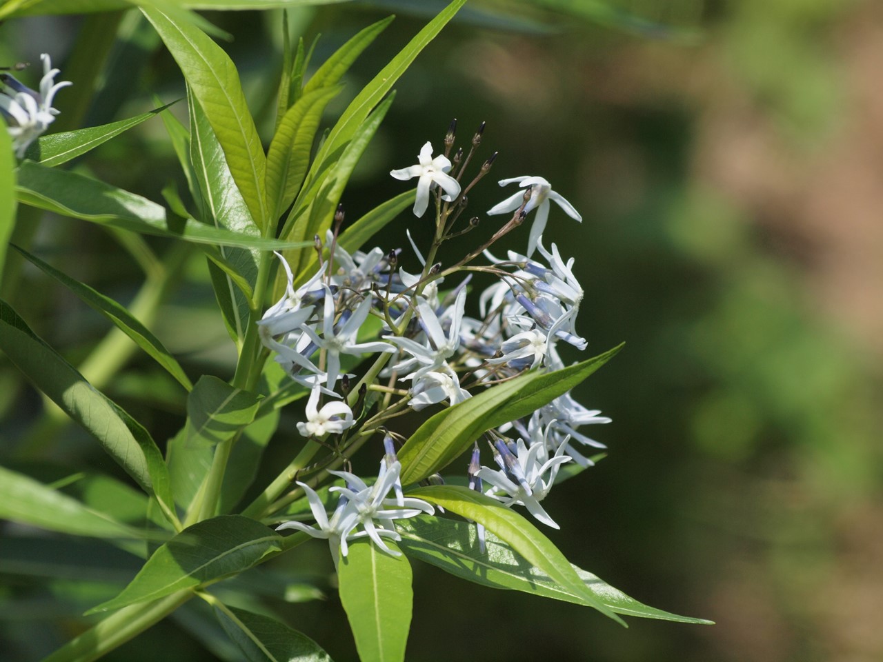 『唐楸(トウキササゲ)と千里胡麻(センリゴマ)と芍薬(シャクヤク)等の花達･････』_d0054276_20374963.jpg