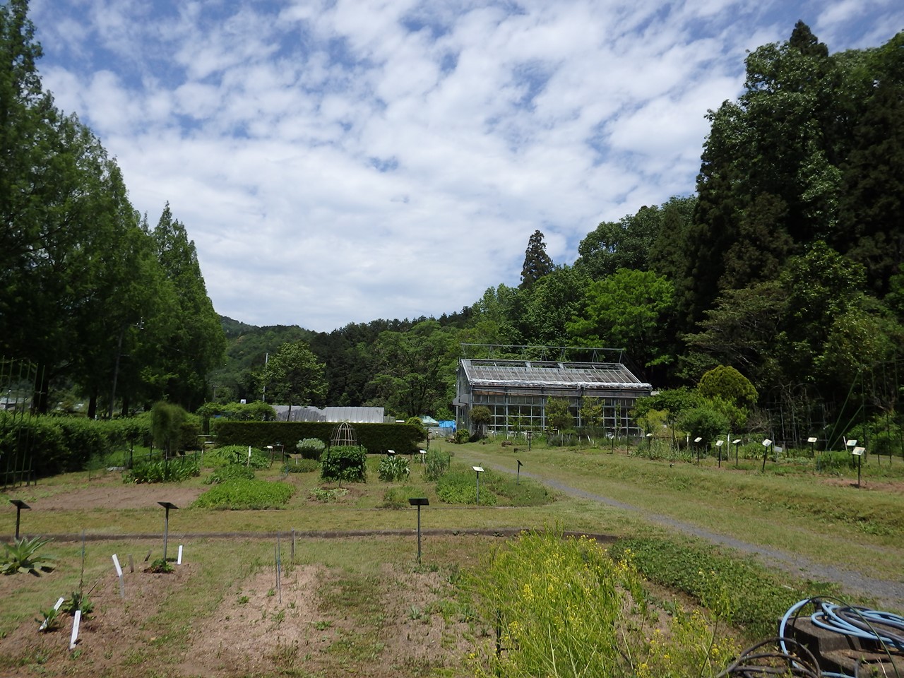 『唐楸(トウキササゲ)と千里胡麻(センリゴマ)と芍薬(シャクヤク)等の花達･････』_d0054276_2038102.jpg