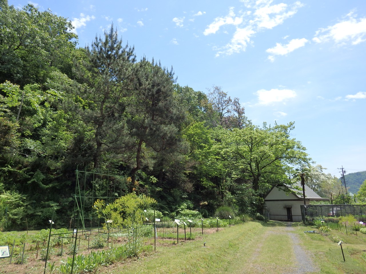 『唐楸(トウキササゲ)と千里胡麻(センリゴマ)と芍薬(シャクヤク)等の花達･････』_d0054276_20382031.jpg