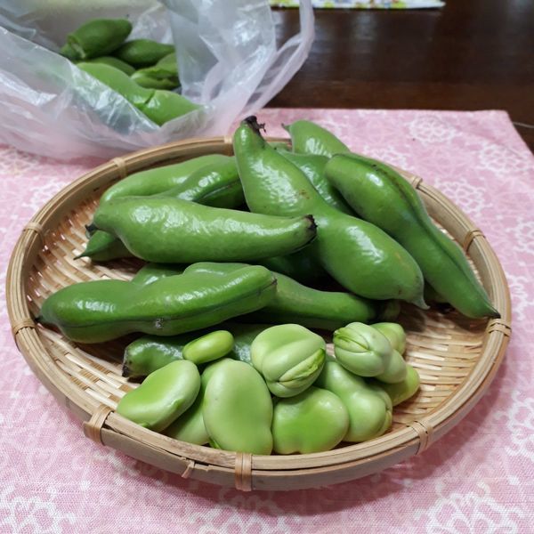 初夏の味 おたふく豆 たまこ庵 備忘録 初夏の味 おたふく豆 たまこ庵 備忘録