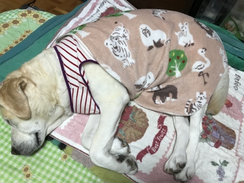 f0315081_21591767.jpeg
