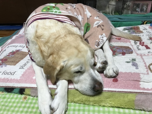 f0315081_21594467.jpeg