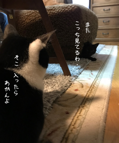 a0216583_16321061.png