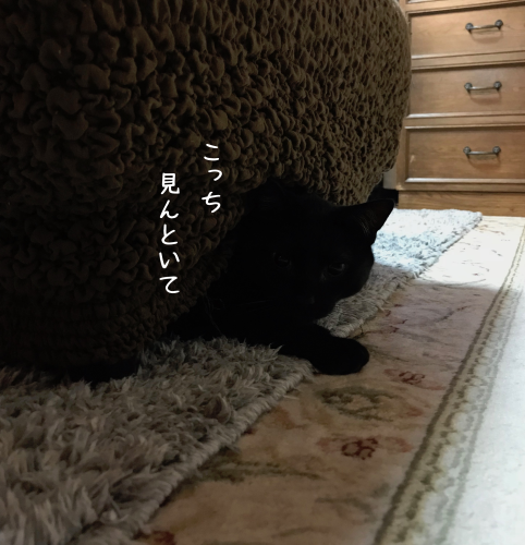 a0216583_16321579.png