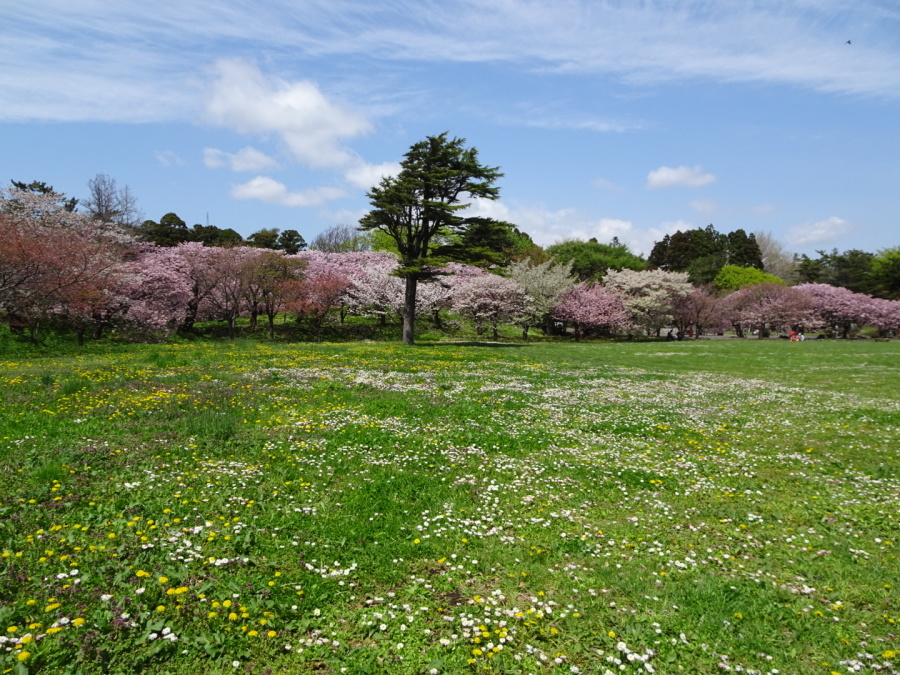 松前の桜_f0182885_08201297.jpg