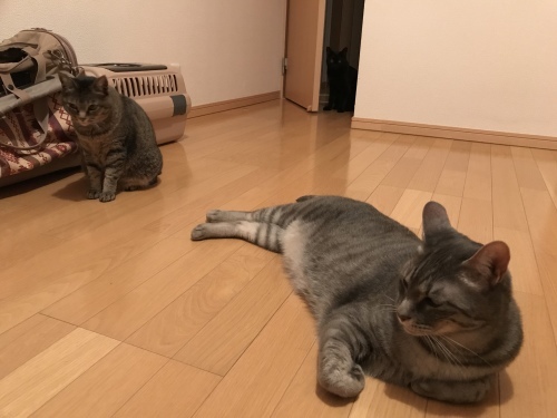 c0340786_13245398.jpeg