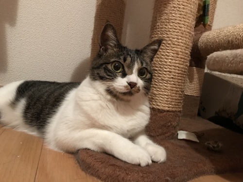 c0340786_13301188.jpeg