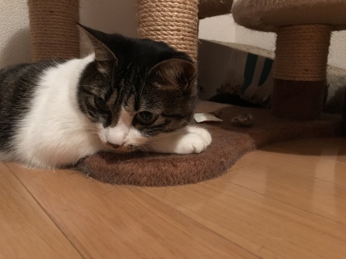c0340786_13311410.jpeg
