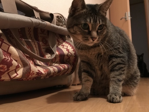 c0340786_13322276.jpeg