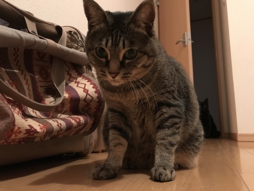 c0340786_13324447.jpeg
