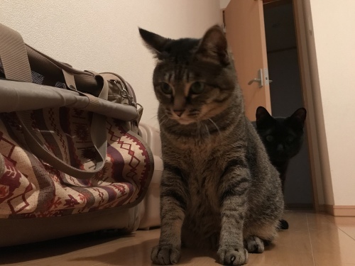 c0340786_13330306.jpeg