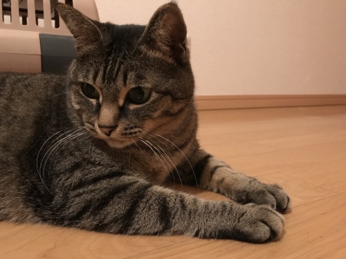 c0340786_13363324.jpeg