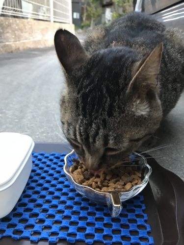 c0340786_13393541.jpeg
