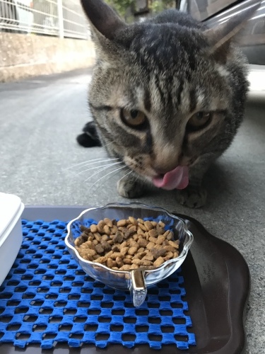 c0340786_13395311.jpeg