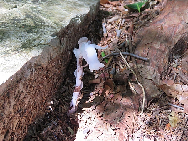 夏木山「新道登山口から」、五葉岳のピストン、11日_f0357487_22122334.jpg