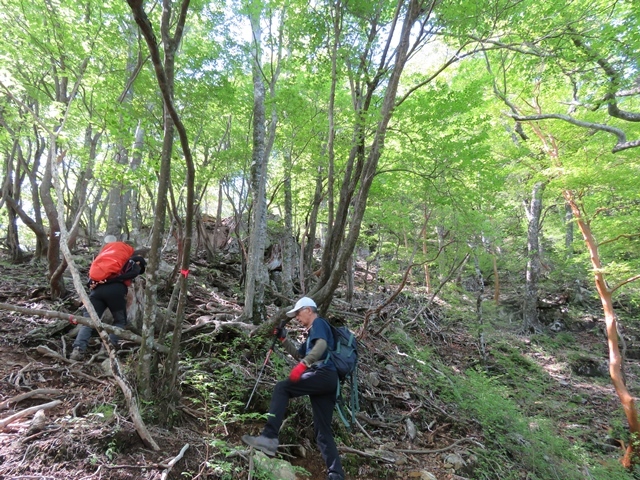 夏木山「新道登山口から」、五葉岳のピストン、11日_f0357487_22235008.jpg