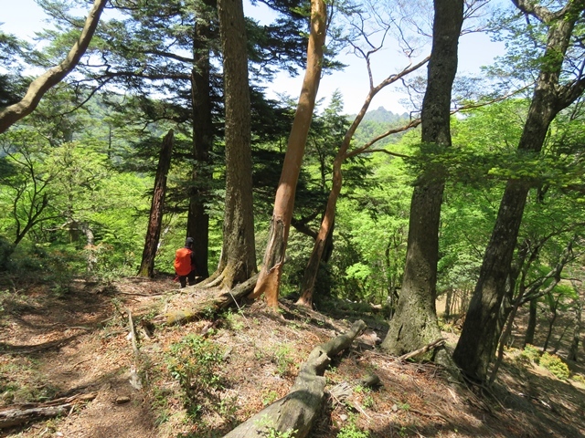 夏木山「新道登山口から」、五葉岳のピストン、11日_f0357487_22381856.jpg