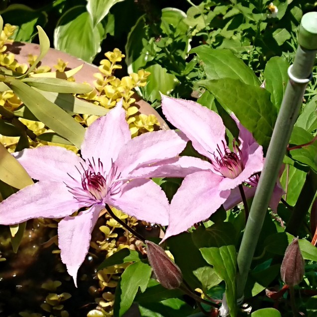 a0113791_06133787.jpg