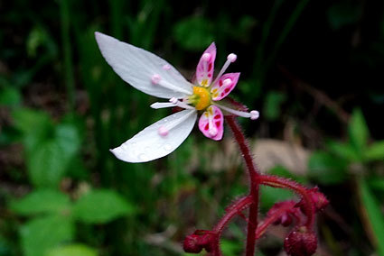美人花ユキノシタ_b0145296_17524827.jpg