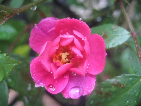 f0201297_10514420.jpg