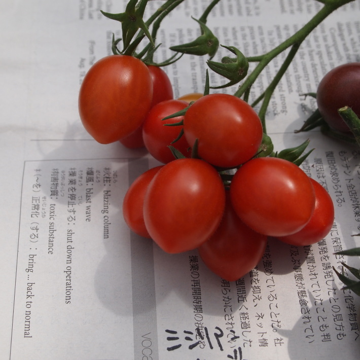 地中海トマト苗の販売スタート_b0378101_23395471.jpg