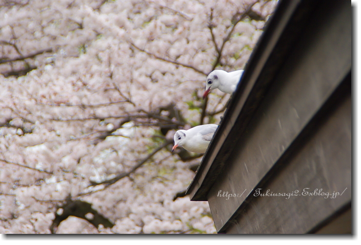 圧倒的桜。2018_f0356904_22183404.jpg
