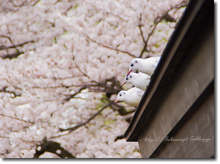 圧倒的桜。2018_f0356904_22185608.jpg
