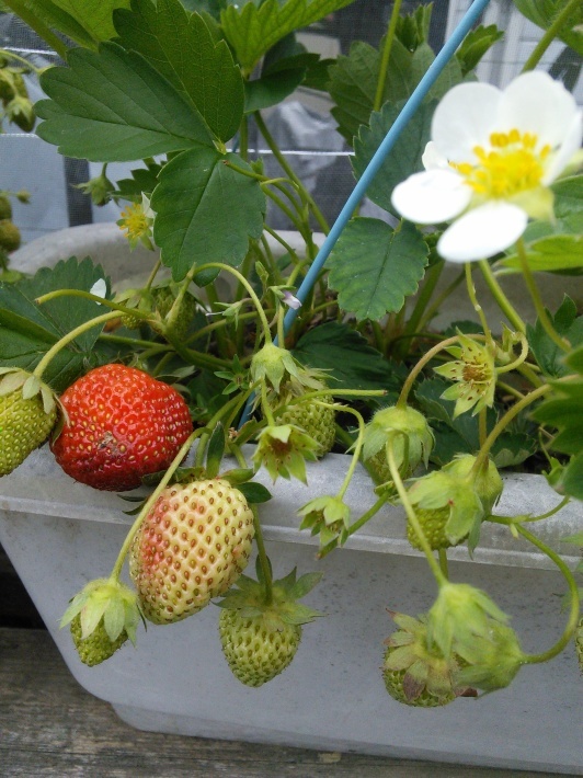 c0149408_11334517.jpg